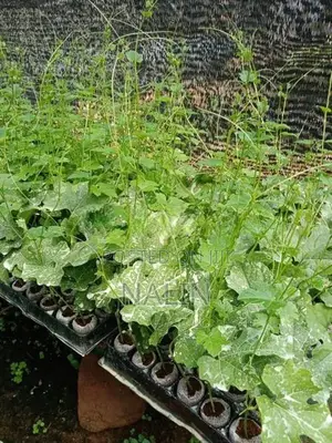 තුඹ කරවිල පැල