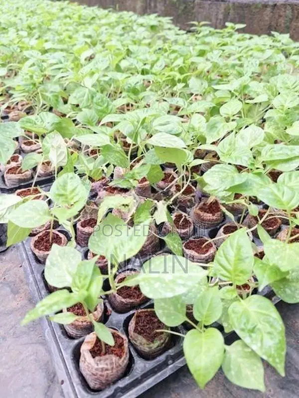 නයි මිරිස් පැල
