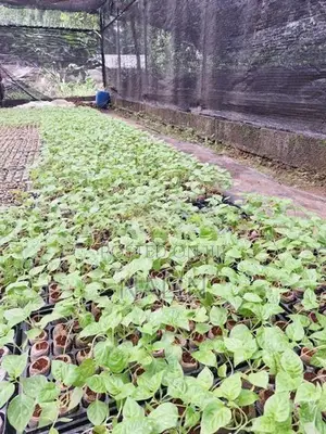 නයි මිරිස් පැල