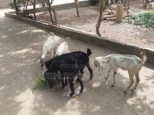 Farm Goat
