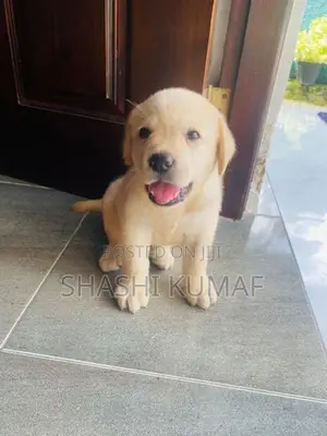 Labrador Female Puppies