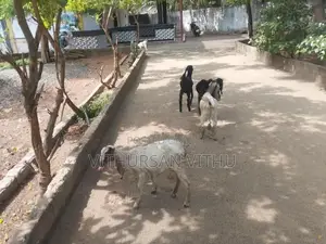 Farm Goat