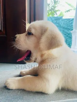 Labrador Female Puppies