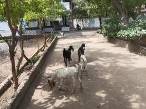 Farm Goat
