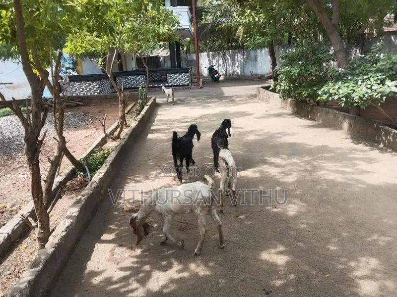 Farm Goat