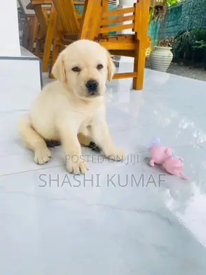 Labrador Female Puppies