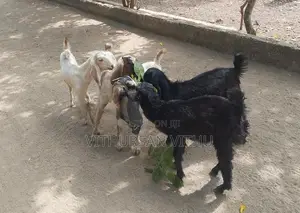 Farm Goat