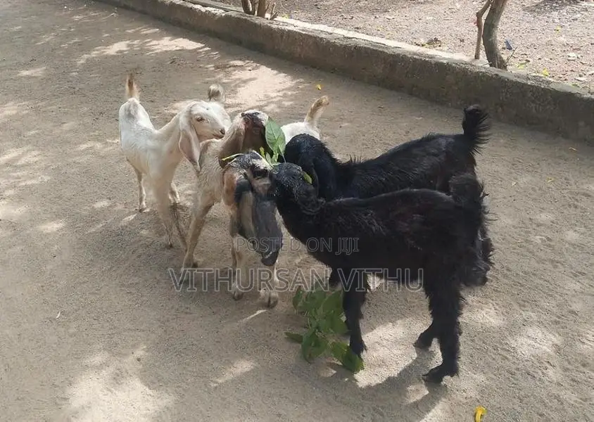 Farm Goat