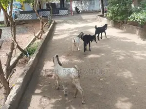 Farm Goat