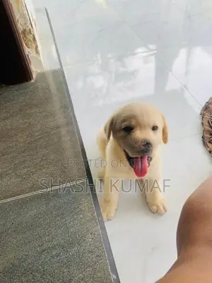 Labrador Female Puppies