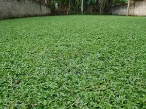 Malaysian Grass