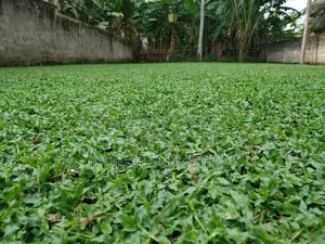 Malaysian Grass