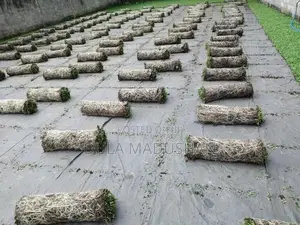 Malaysian Grass