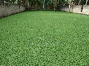 Malaysian Grass