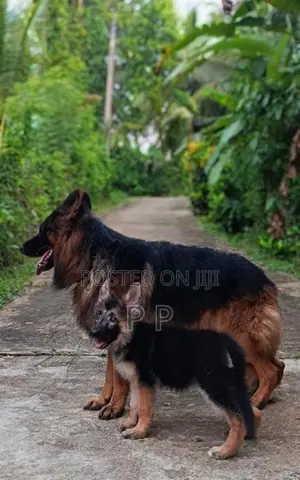German Shepherd Puppies