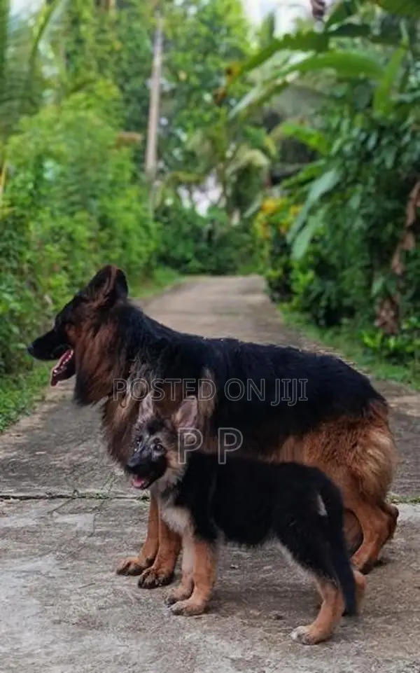 German Shepherd Puppies