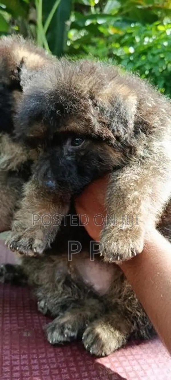 German Shepherd Puppies