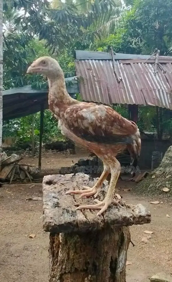 Aseel Chickens