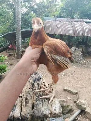 Aseel Chickens