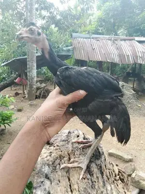 Aseel Chickens