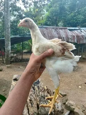 Aseel Chickens