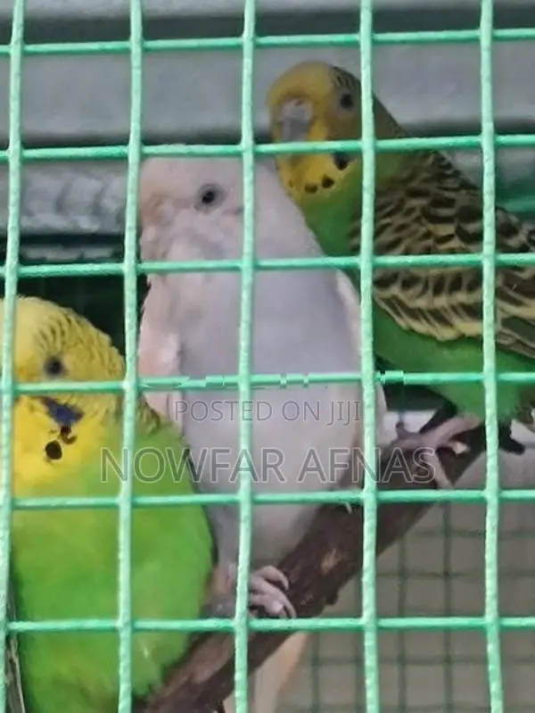 Love Birds