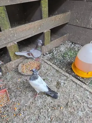 Pigeons