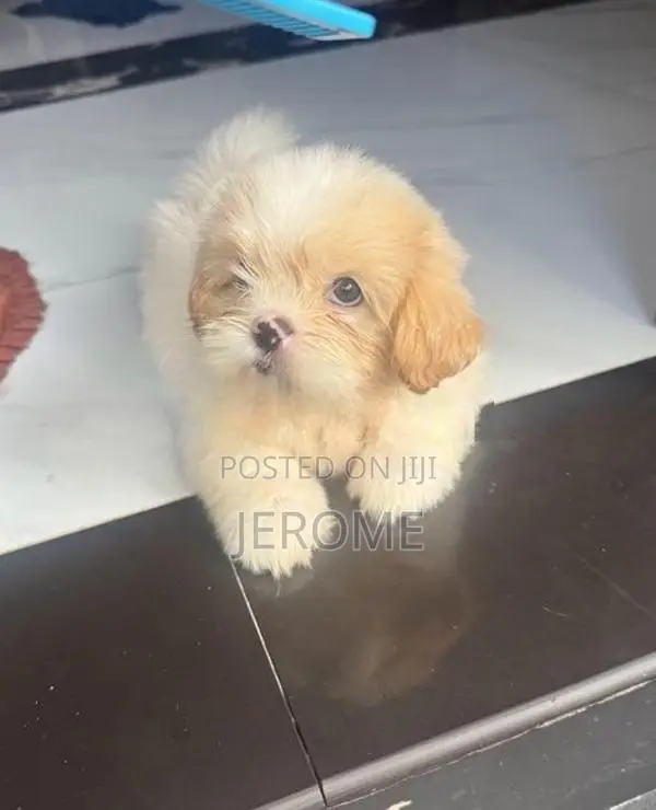 Shih Tzu Puppies