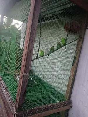 Love Birds