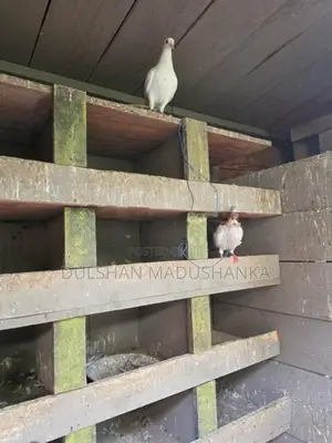 Pigeons