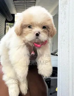 Shih Tzu Puppies