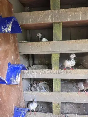 Pigeons