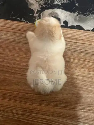 Shih Tzu Puppies