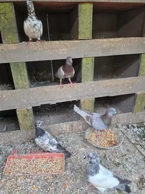 Pigeons