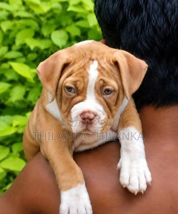 American bully xl