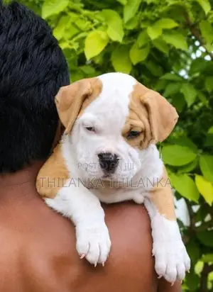 American bully xl