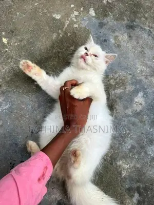 persian cat