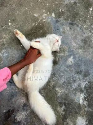 persian cat
