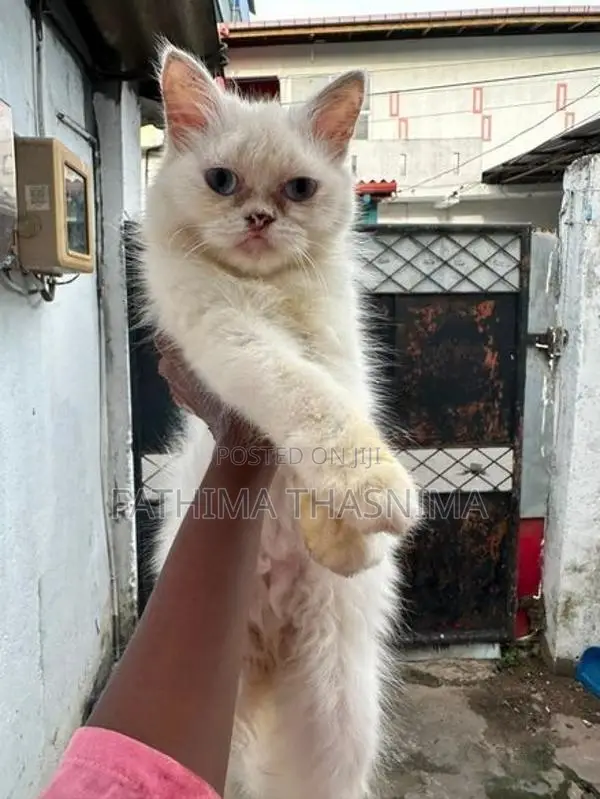 persian cat