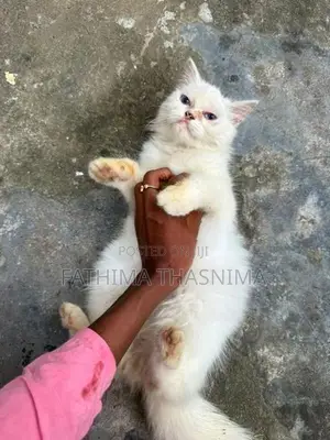 persian cat