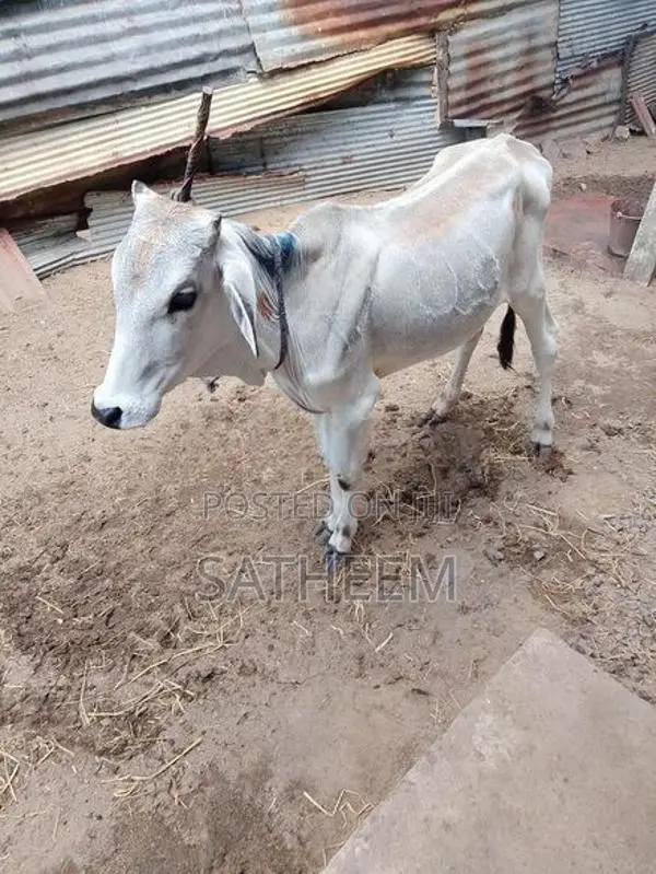 Valarpu madu , 2 years old male