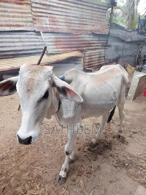 Valarpu madu , 2 years old male