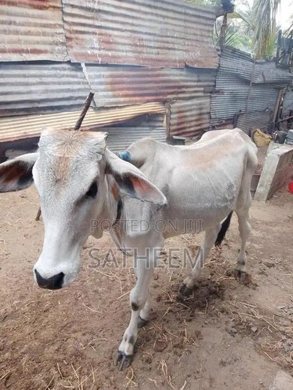 Valarpu madu , 2 years old male