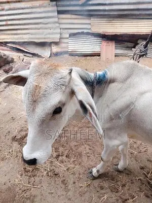 Valarpu madu , 2 years old male