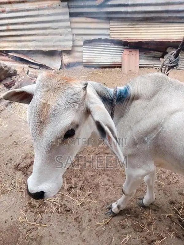 Valarpu madu , 2 years old male