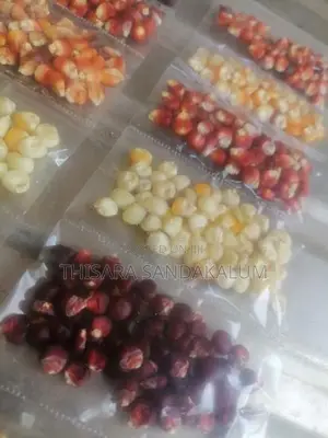 දේශිය ඉරිගු බීජ