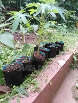papaya plants