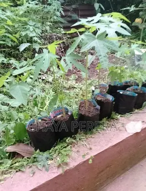 papaya plants