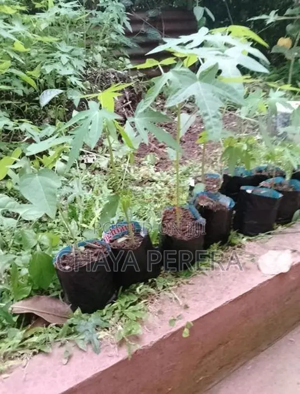 papaya plants
