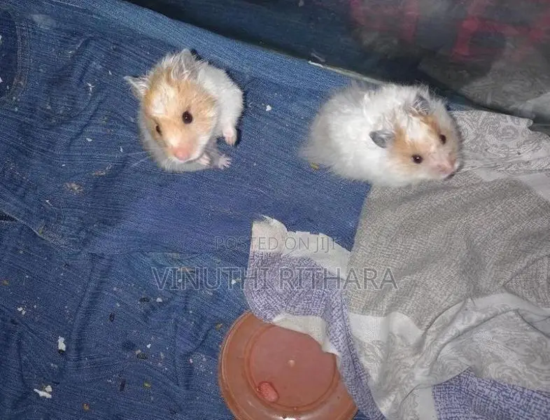 Longhair Hamster